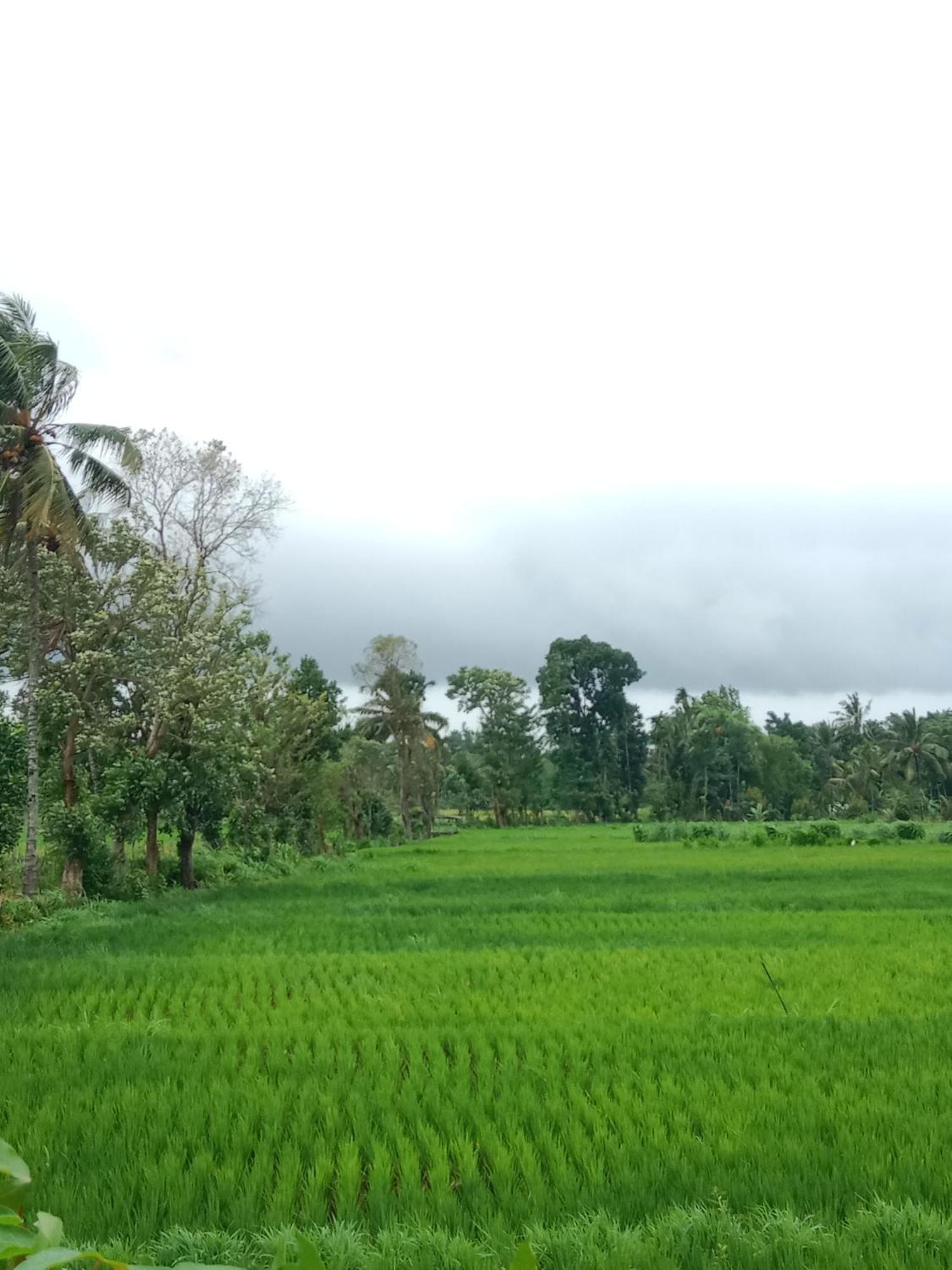 New Rinjani Homestay Tetebatu Esterno foto